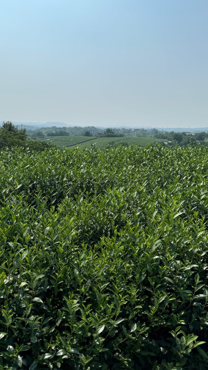Tea fields beneath an open blue sky